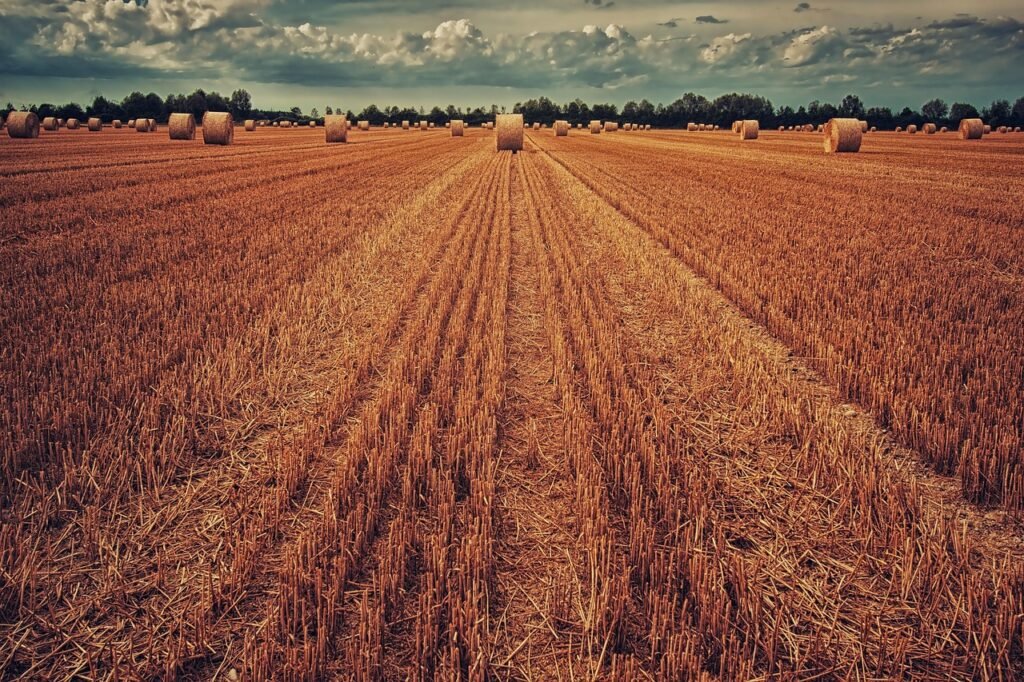 field, harvest, wheat, straw, nature, straw bales, fall, agriculture, grain, summer, rural, hay bales, hay, ripe, cornfield, fields