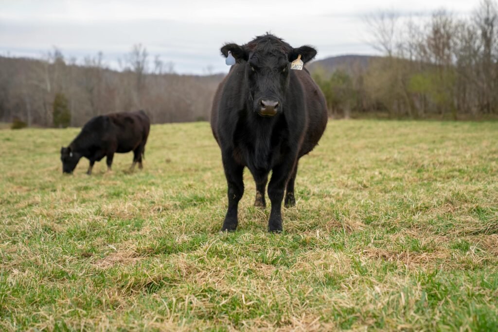 Two Black Angus cows grazing in a peaceful open field during daytime.
