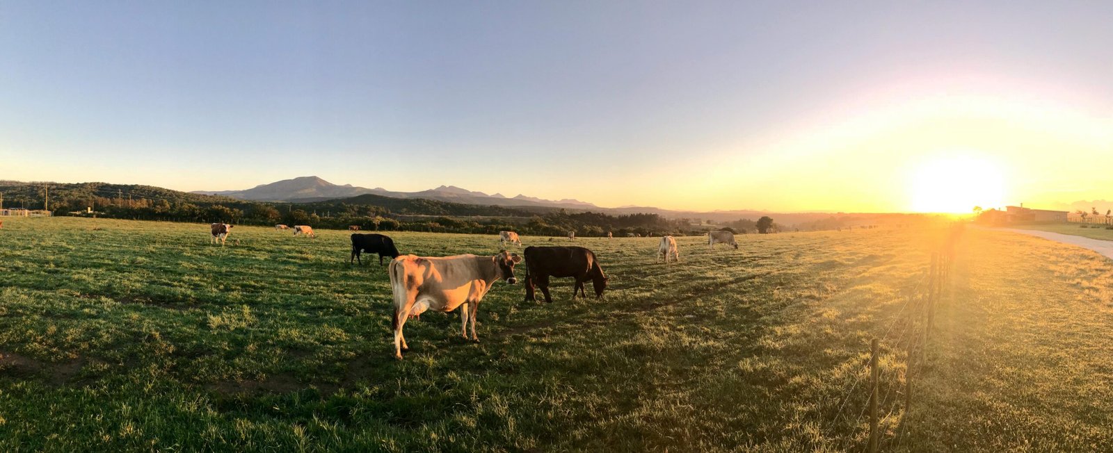 Panoramic view of cows grazing in a lush field at sunrise with mountains in the distance.